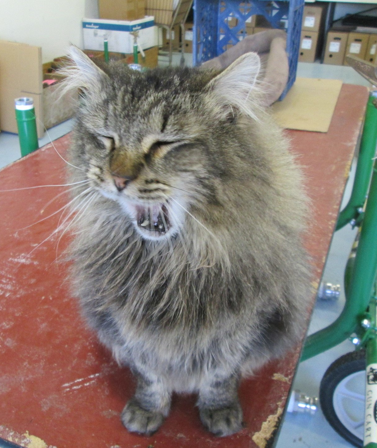 A cat with its mouth open is sitting on a table