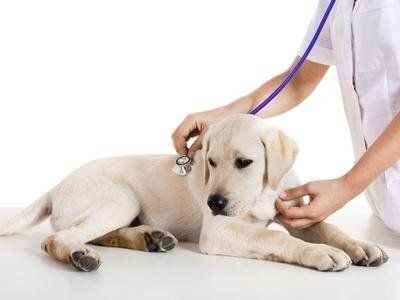 visita di cucciolo di labrador