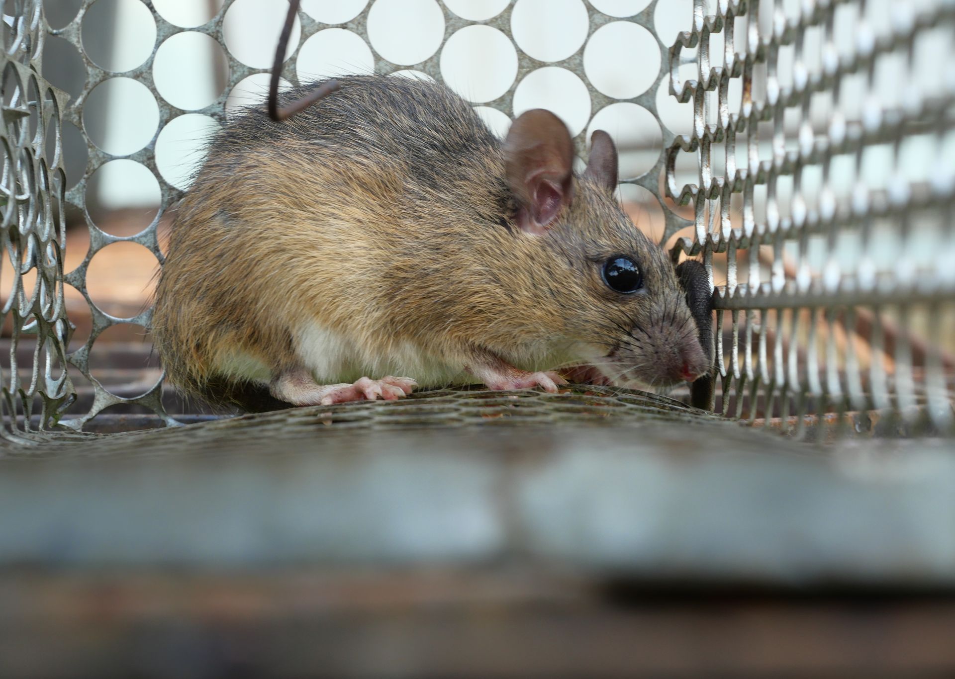 Rodent Removal Mckinney