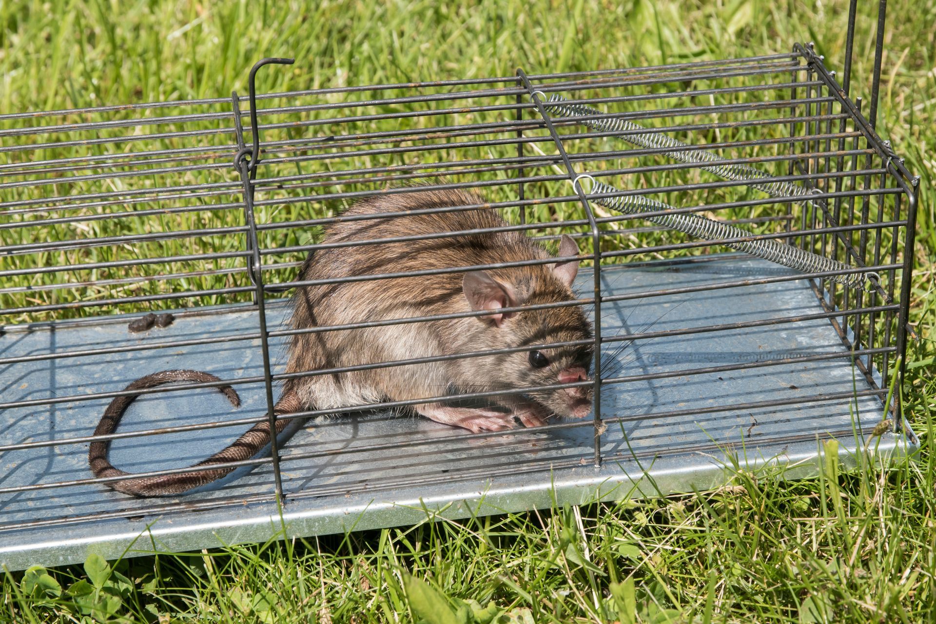 Rodent Control Keller