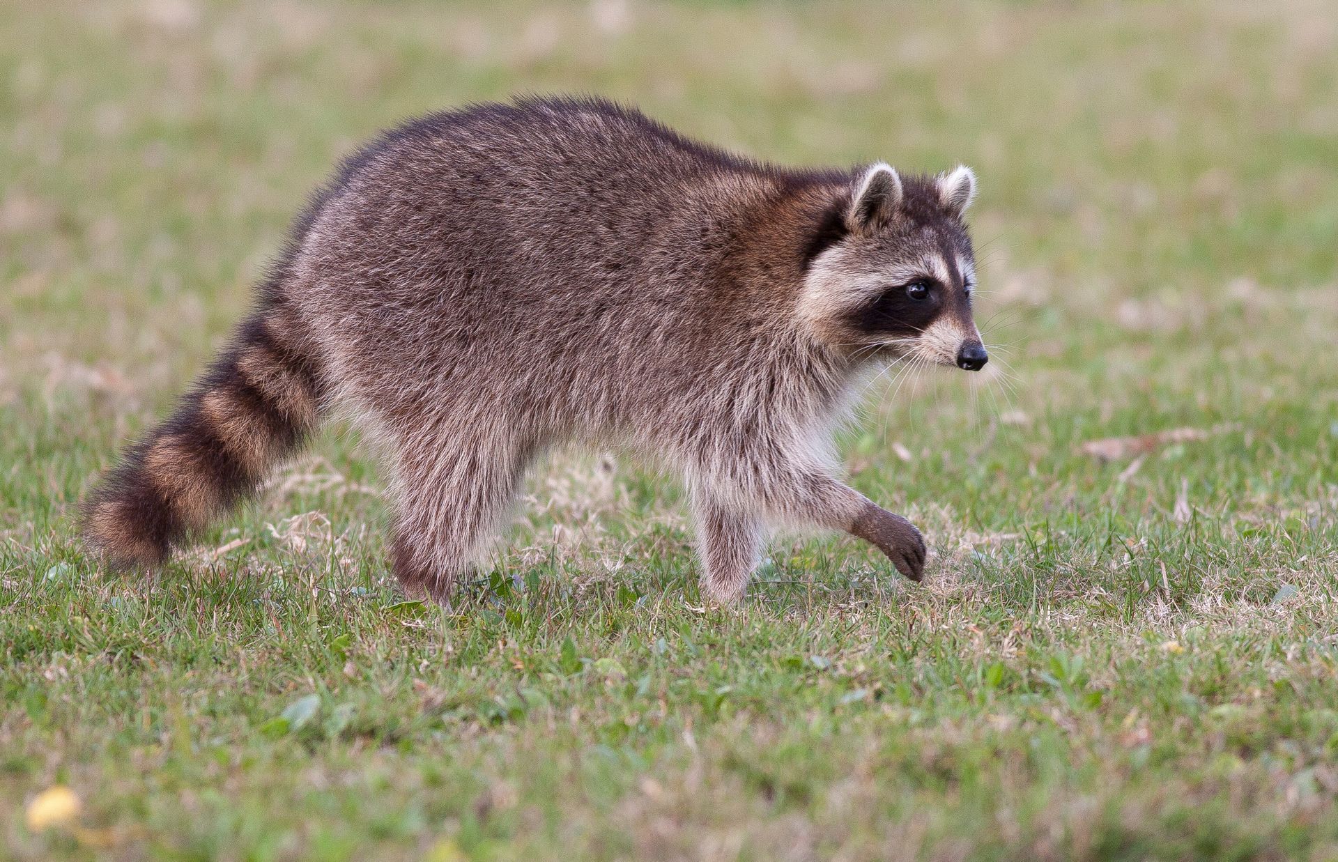 Humane Removal of Raccoon