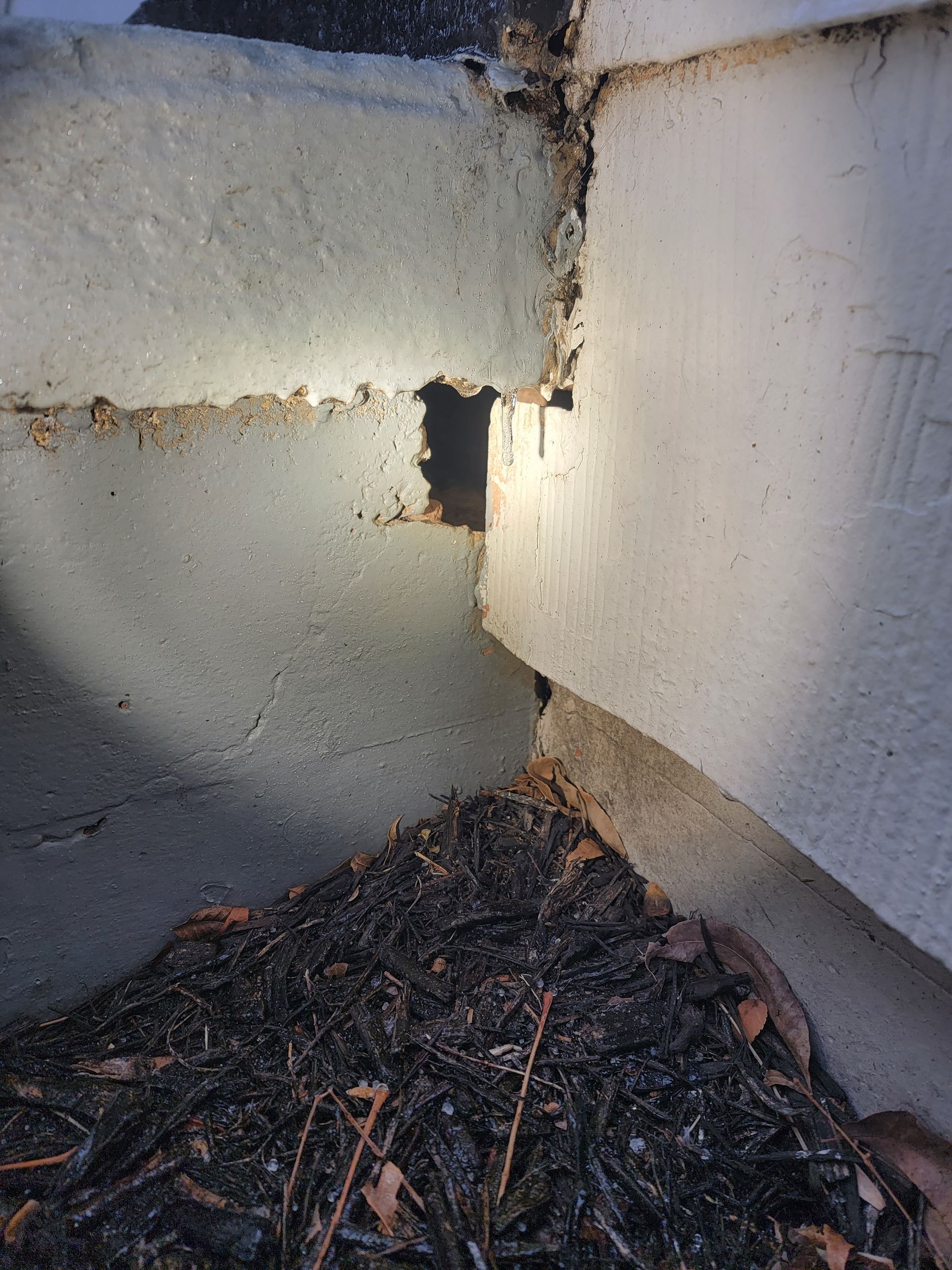 rodent removal service