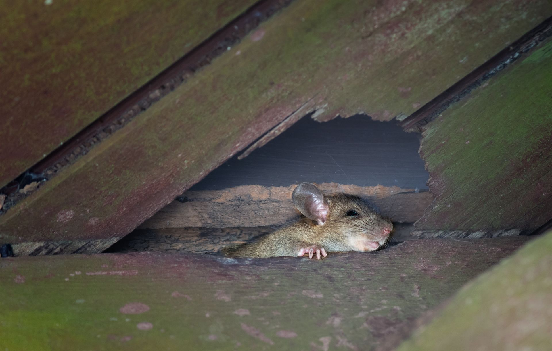 Roof Rat Removal Service 