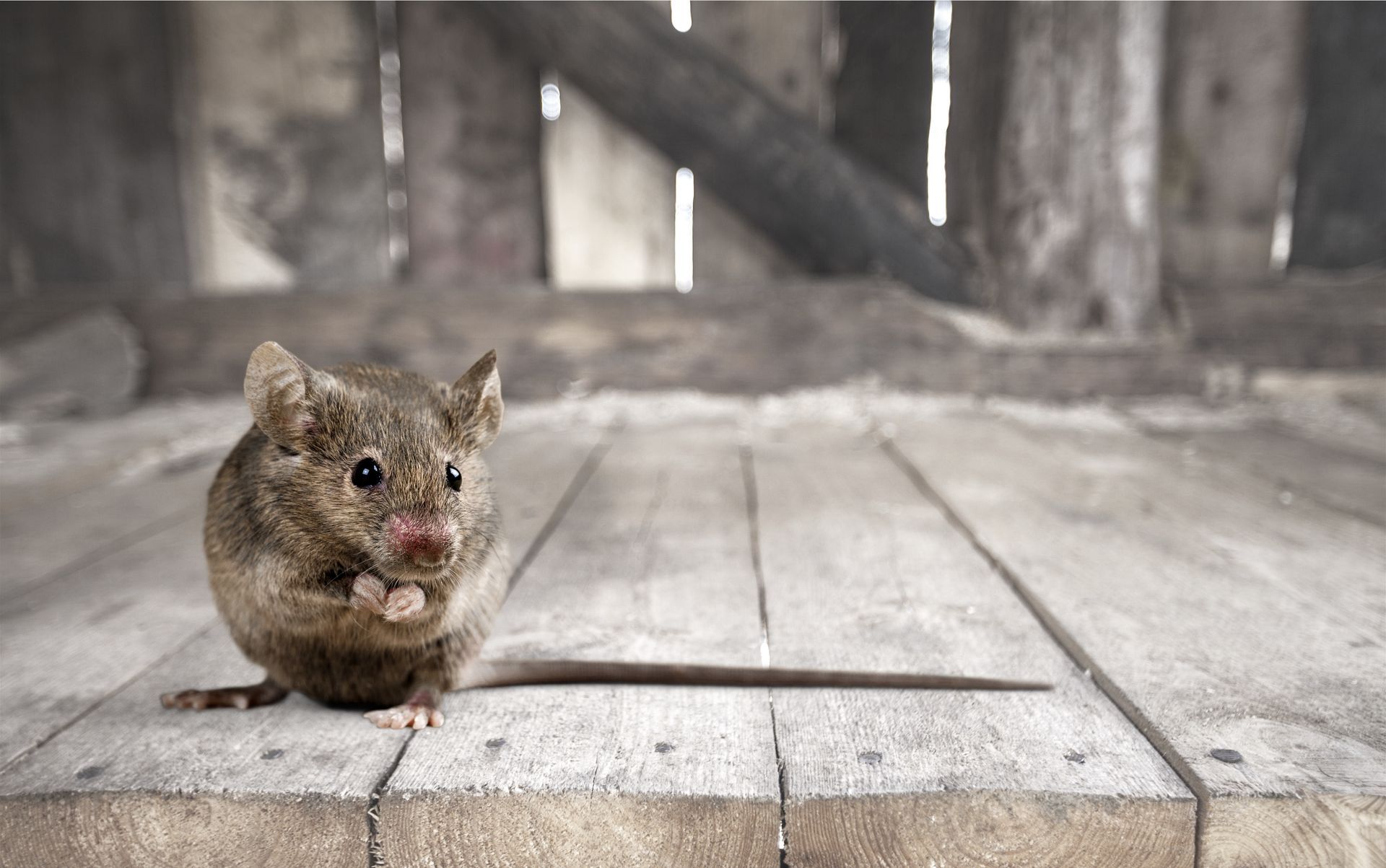 Mice Removal Service in Texas