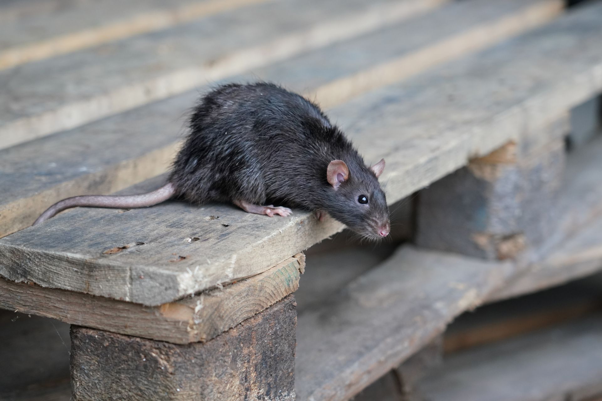 South Lake Pest Control