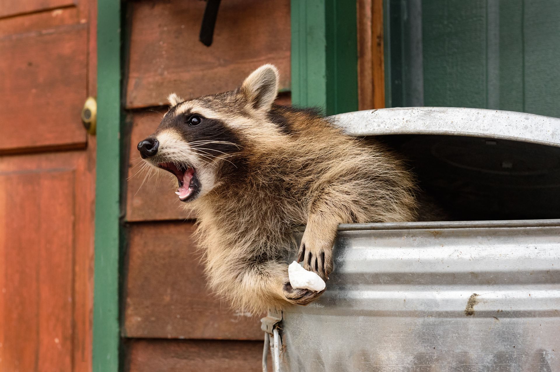 Raccoon Removal Texas