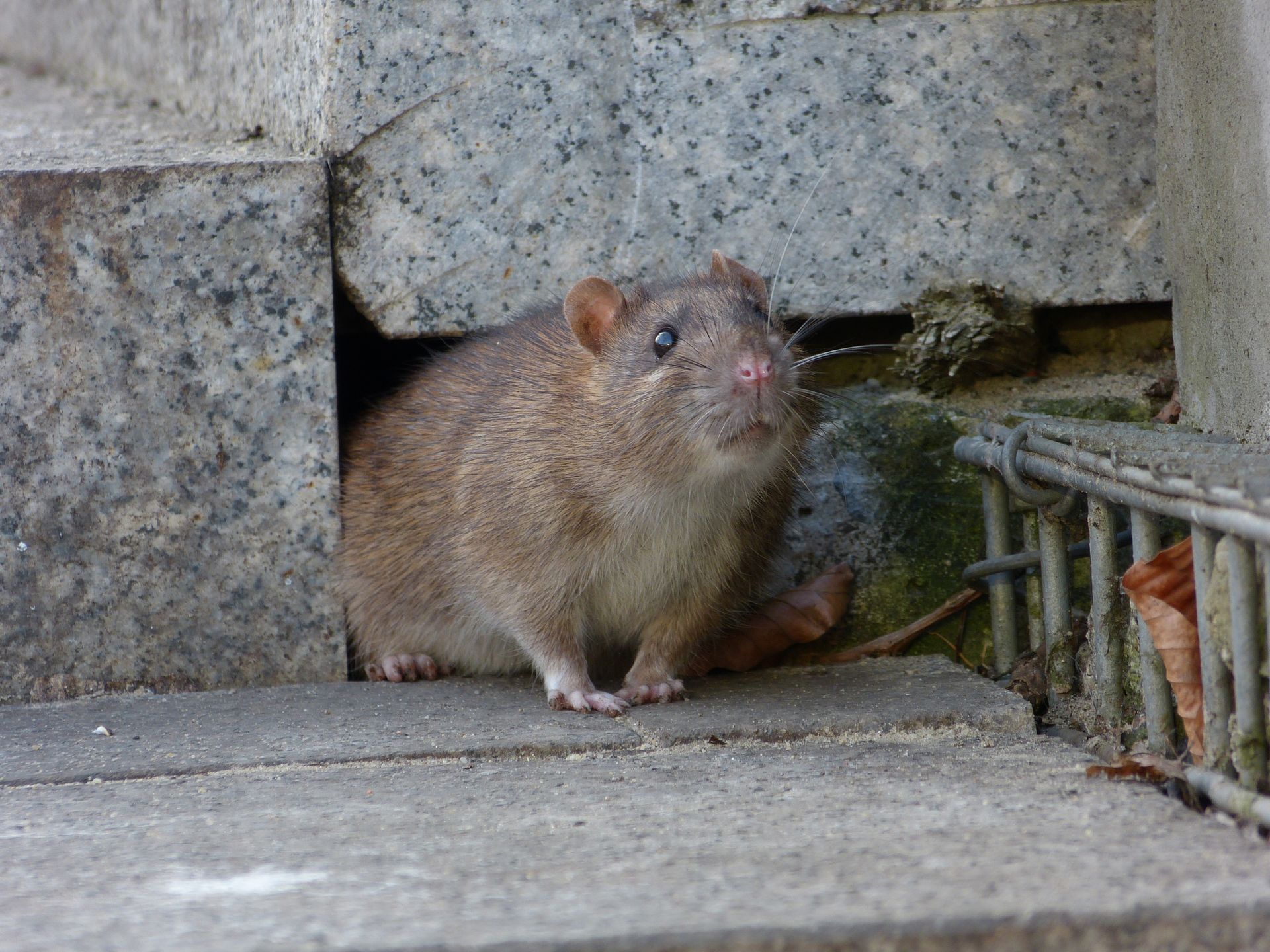 Hurst Pest Control