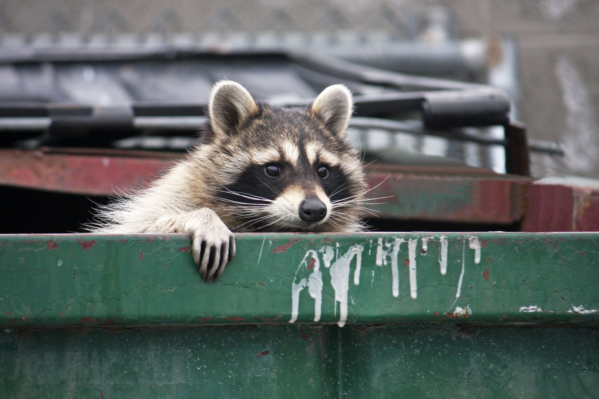 Raccoon Removal Service Texas