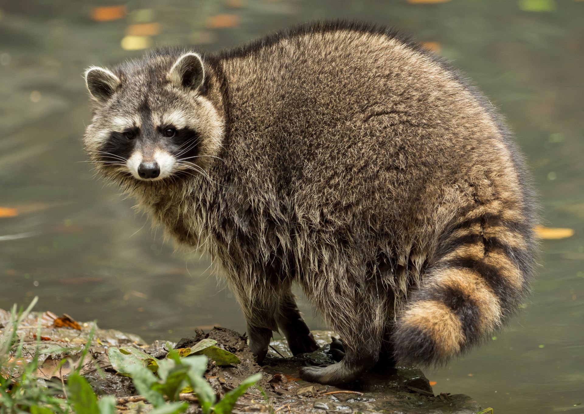 Raccoon Removal Texas