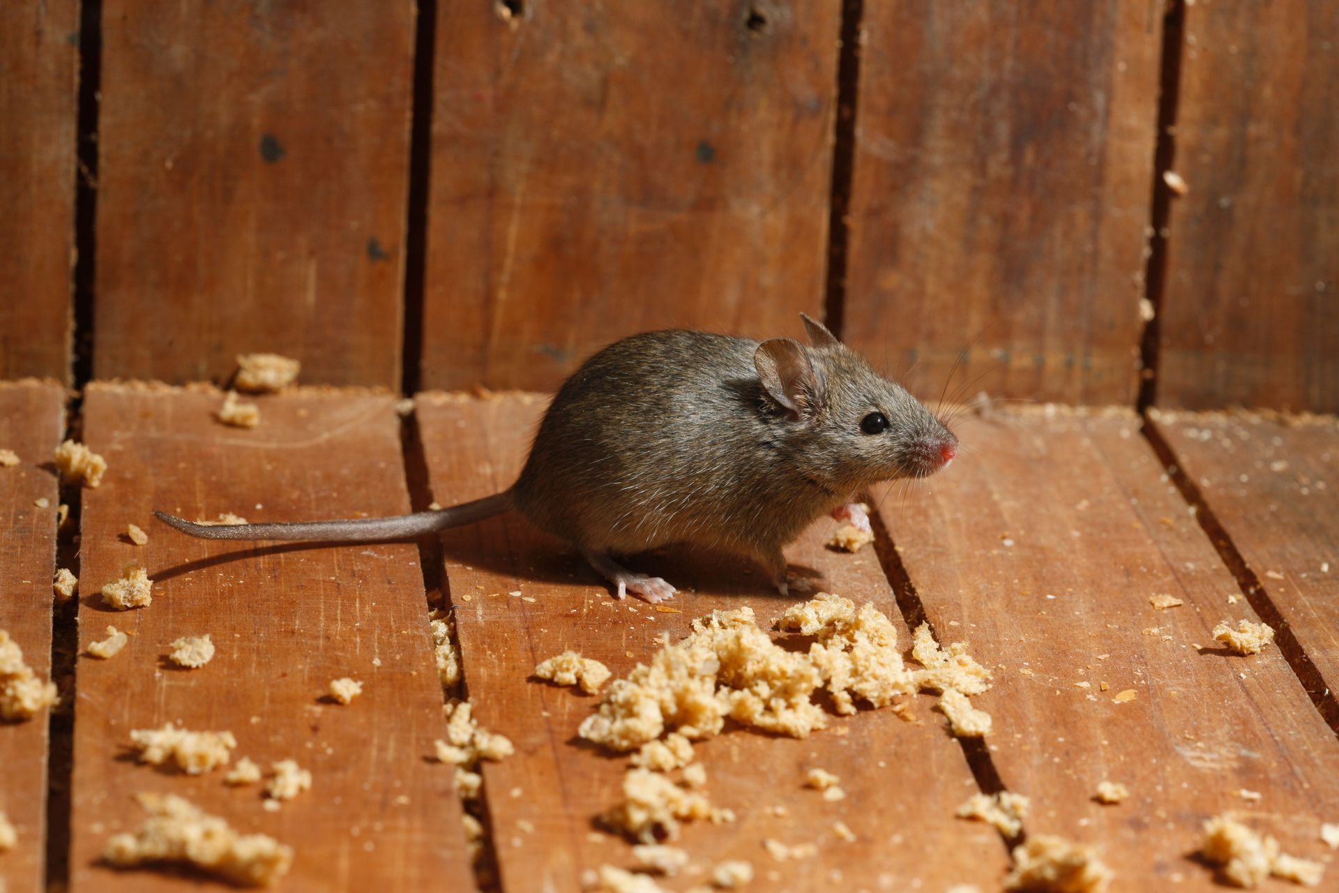 Mice Removal Service Texas