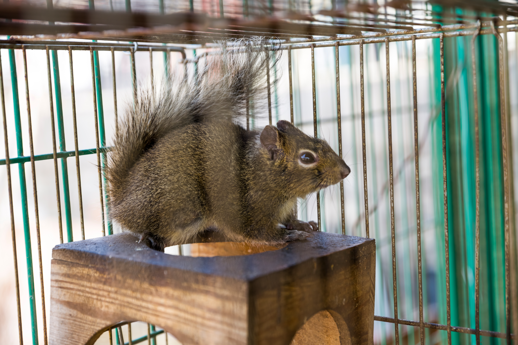 Texas Living: Raccoon and Mice Control Tactics