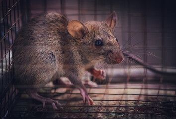 mice removal service Texas