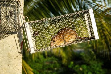 roof rat removal service Texas