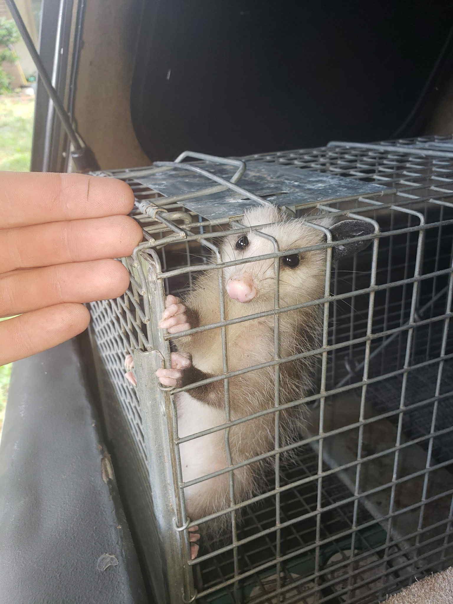 opossum removal