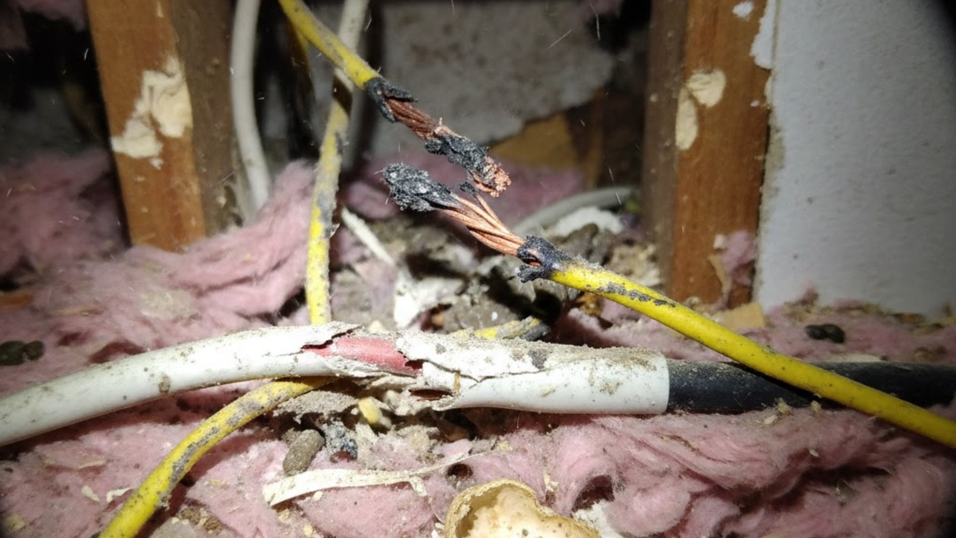 rodent control Dallas
