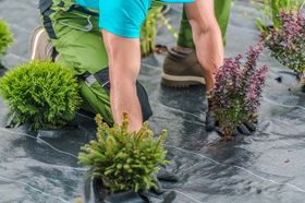 Gardener planting shrubs on black landscape fabric. Green and purple plants, kneeling outdoors.