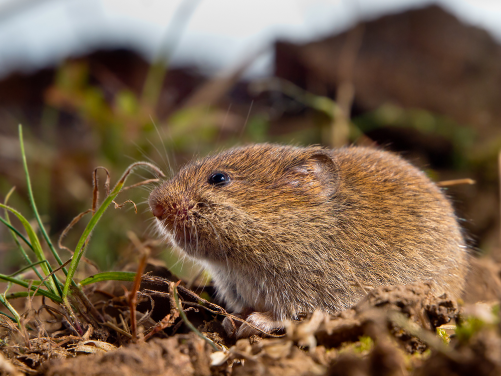 A close up of a mouse eating grass in the dirt.