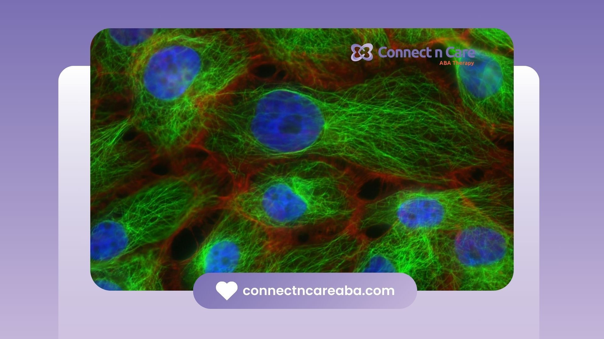 Link Between Mitochondrial Dysfunction & Autism