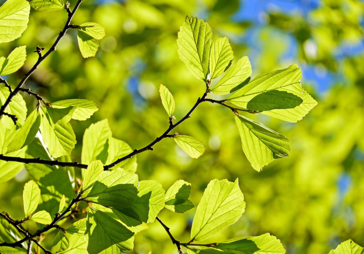 New spring leaves on a tree a reminder to refresh and spring clean the office with Spark Cleaning 