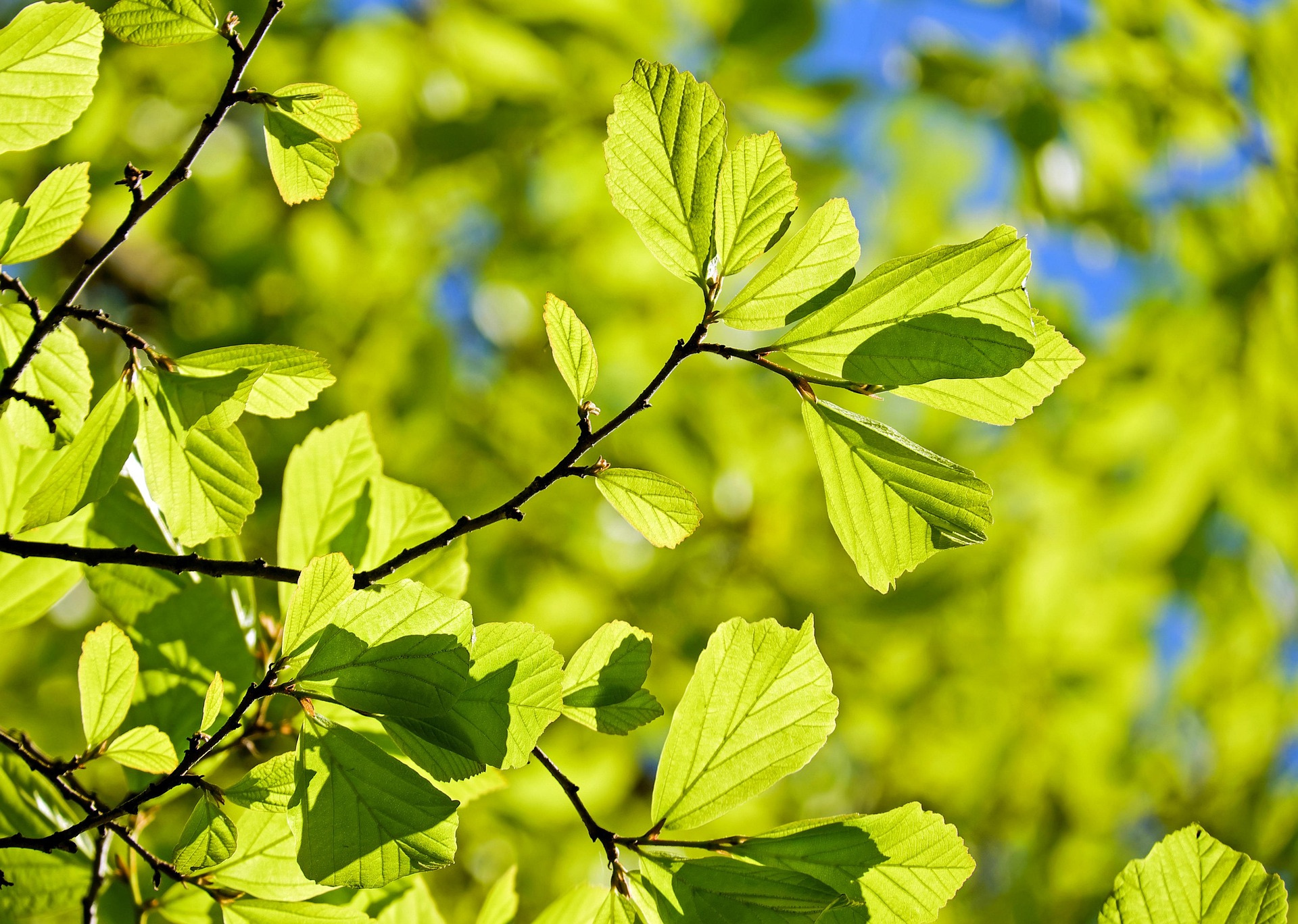 New spring leaves on a tree a reminder to refresh and spring clean the office with Spark Cleaning 