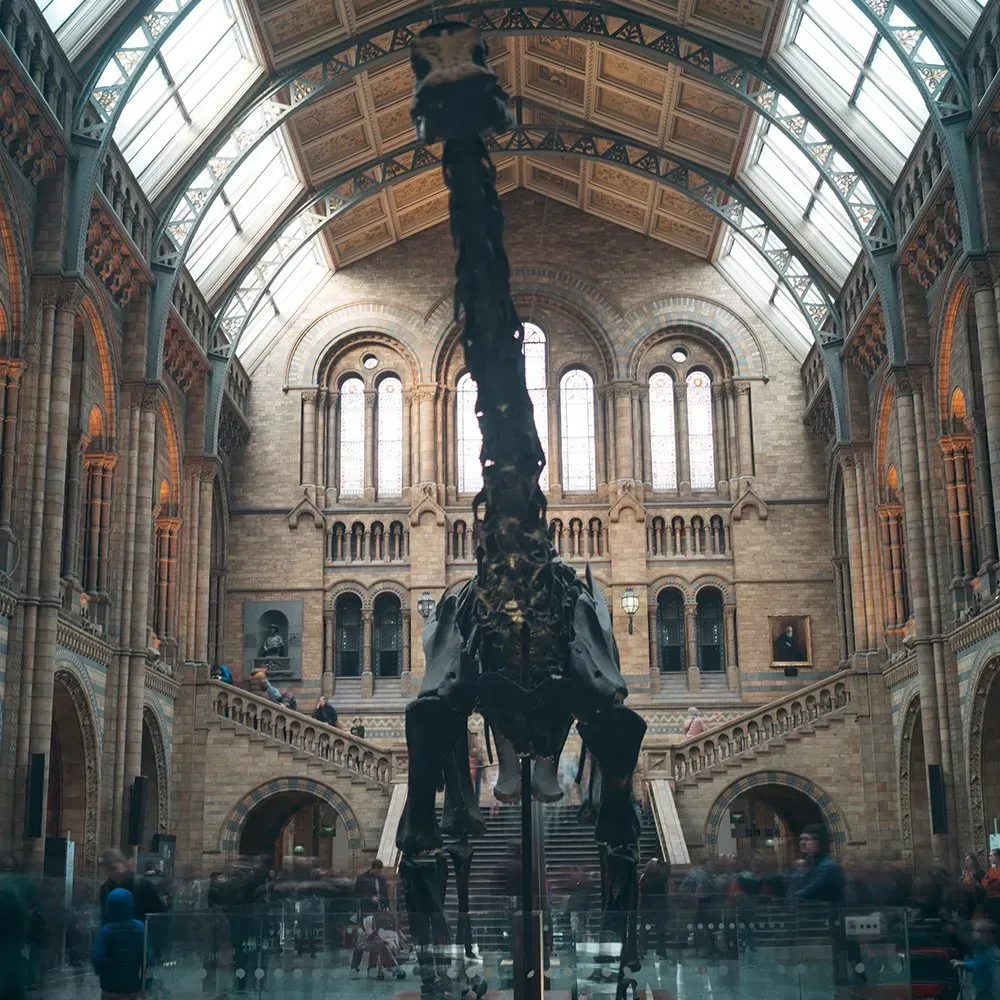 Dinosaur skeleton in a grand hall, Natural History Museum, London. Tall, dark silhouette against a light-filled space.