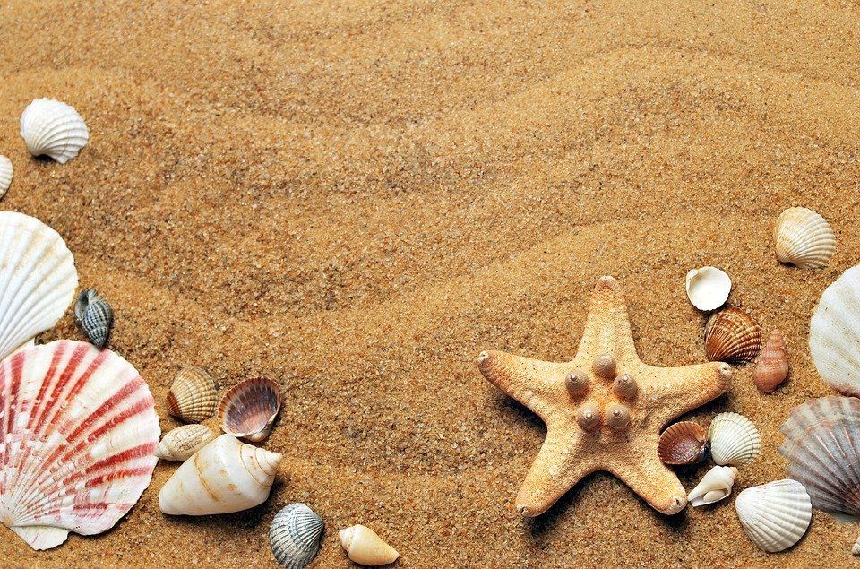 Image d'une plage avec coquillage