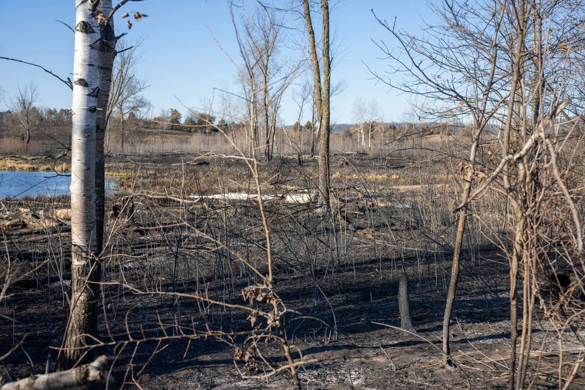 A forest floor covered in black ash and char following a fire, with bare trees standing under a clear blue sky.
