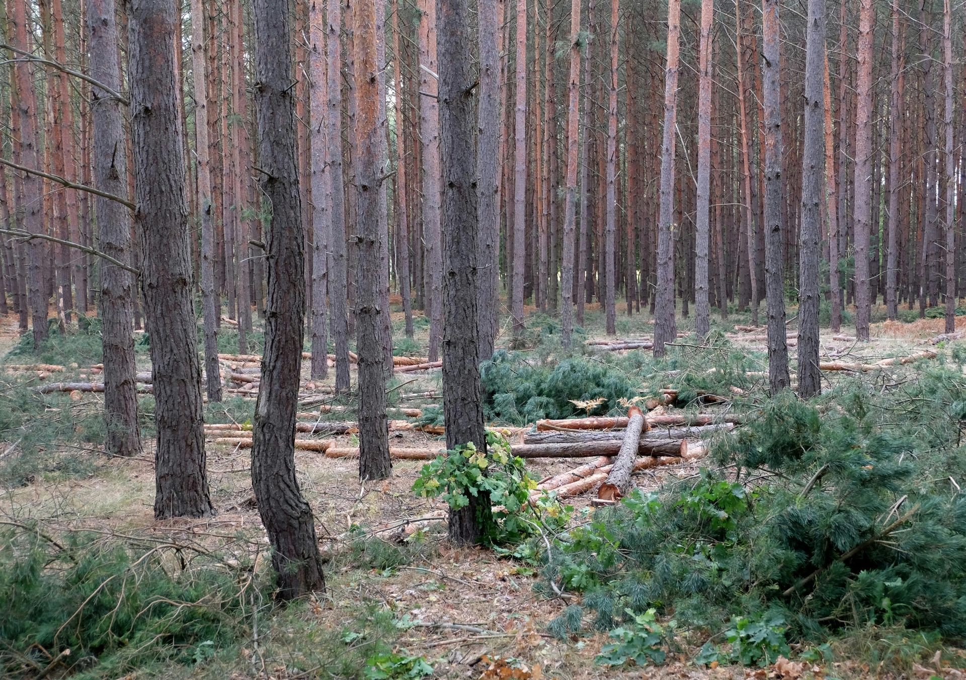 A curved concrete walkway bordered by decorative stone edging, flanked by green bushes and landscape mulch.