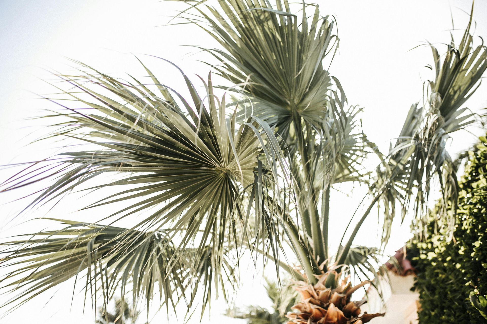 Mechanic lifts truck hood, revealing engine in a repair shop.