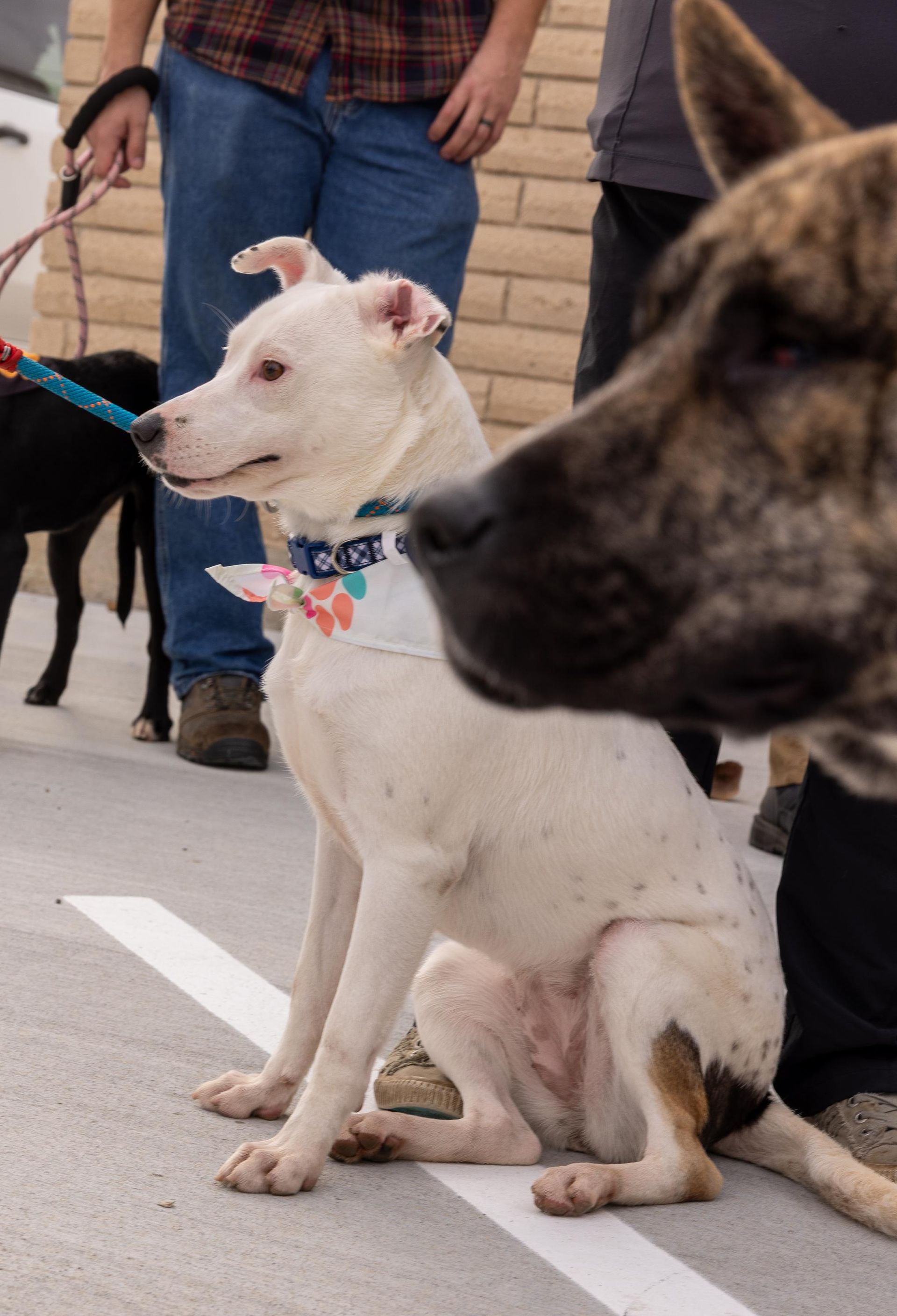 White dog wearing a bandana sits on pavement, looking to the left.  Brindle dog partially in frame. People stand nearby.