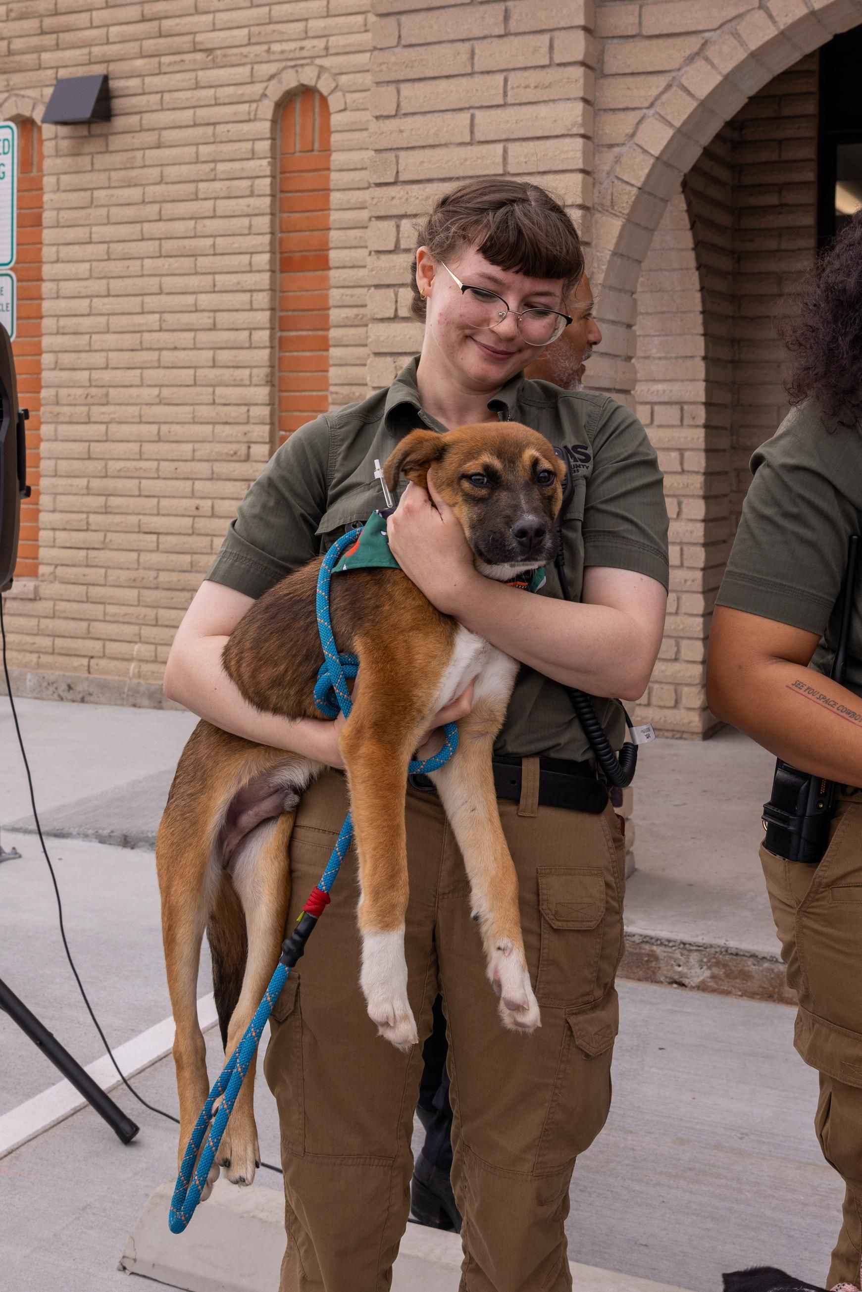 Person holding a brown and white dog wearing a harness, outside a brick building.