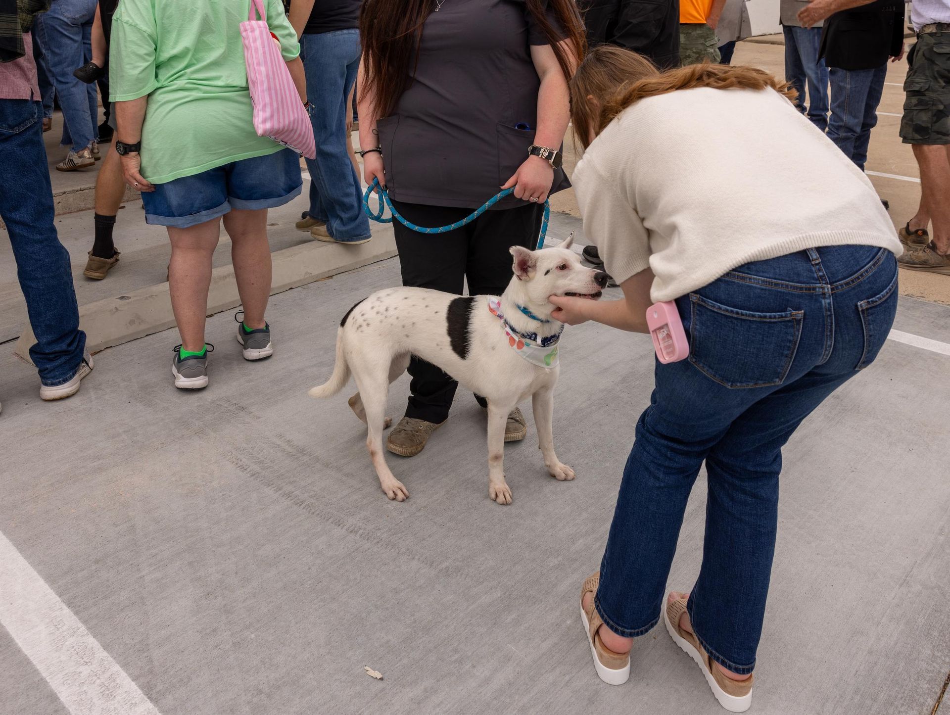 Dog with black spots on leash, being petted by a person in blue jeans. People in background.