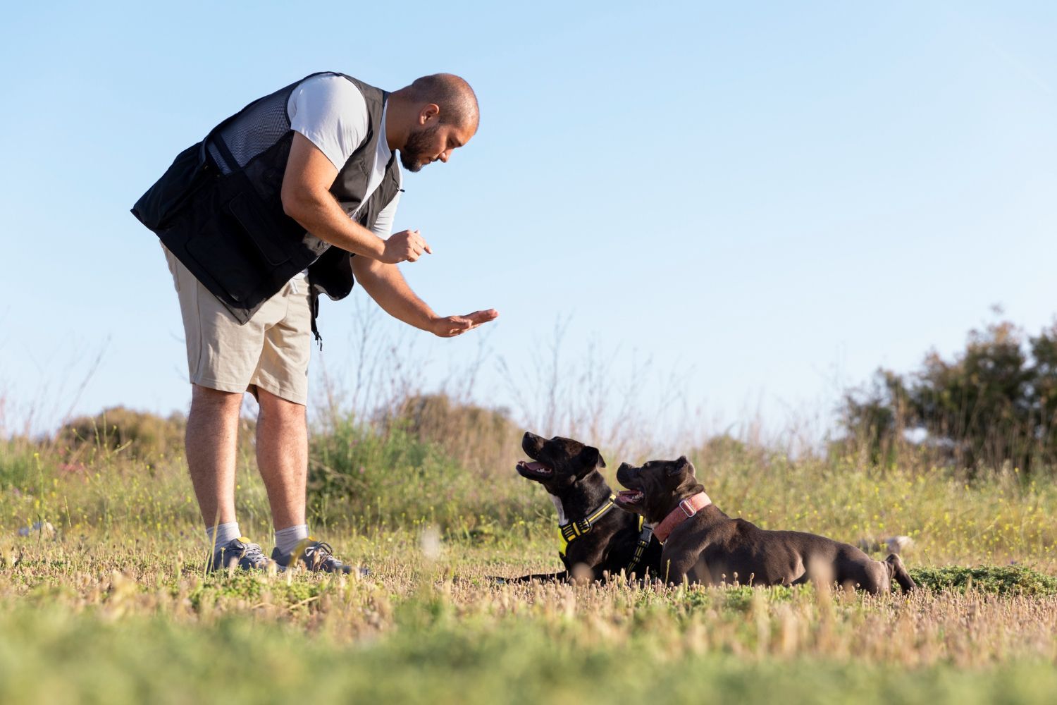 Hombre entrenando a dos perros al aire libre; señalando con la mano, los perros están acostados en el césped.