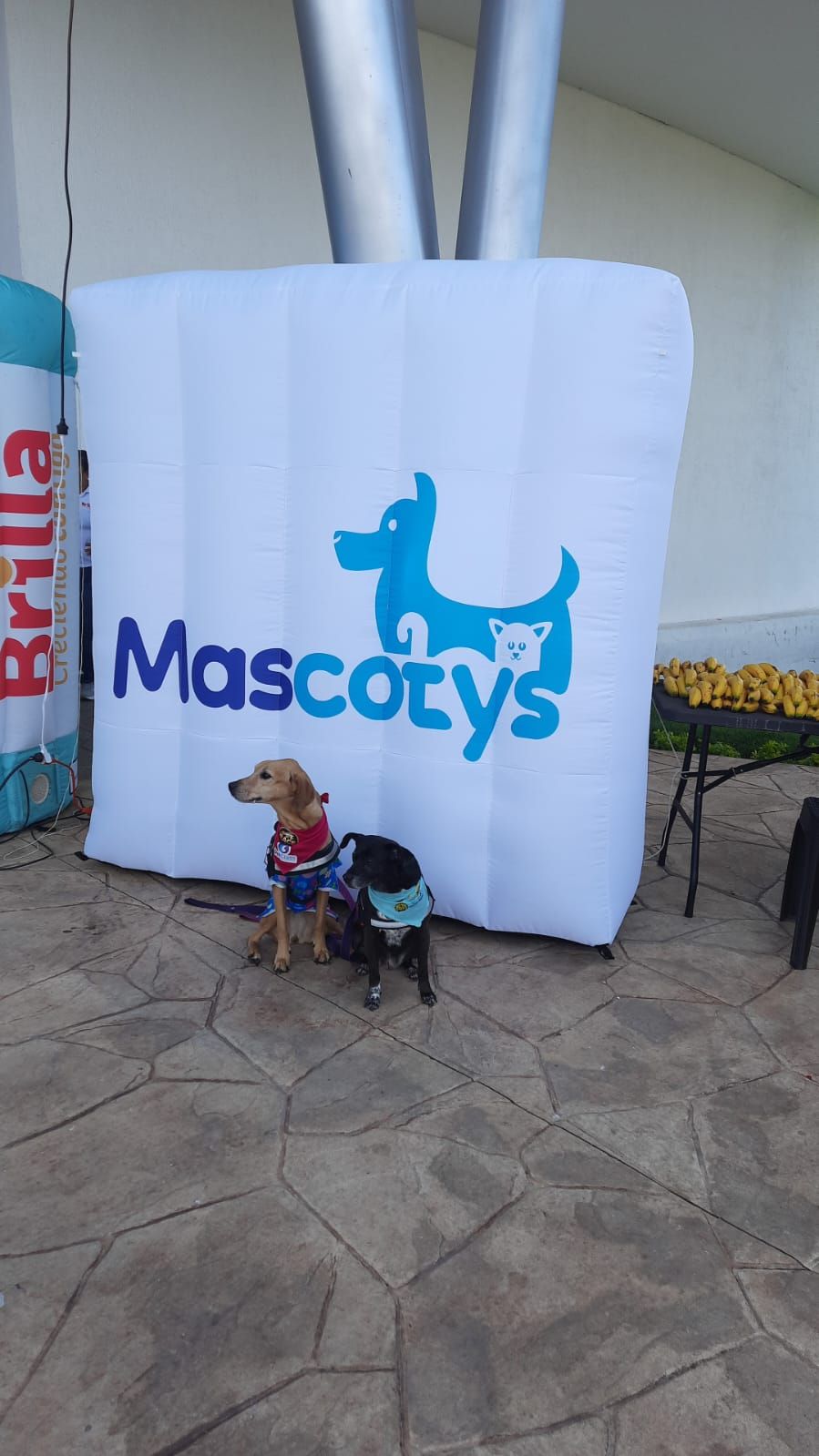 Dos perros disfrazados se sientan frente a un cartel inflable con el logo de