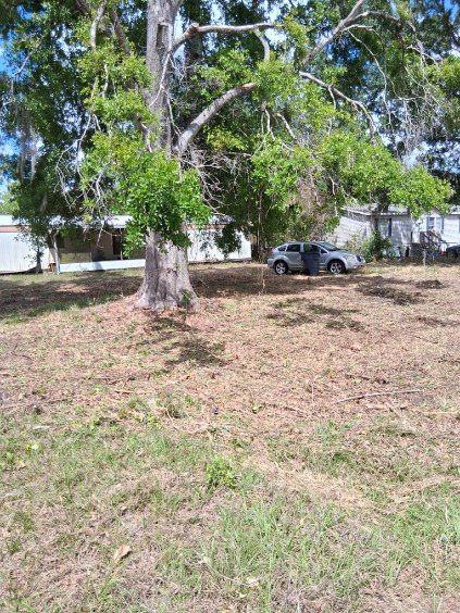 A large tree in a grassy yard with a parked gray car and white buildings in the background.