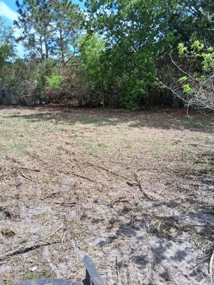 Open sandy clearing beside dense green trees under bright daylight