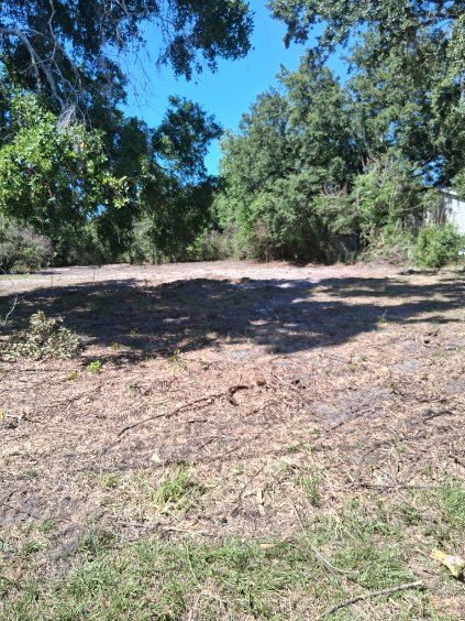 Sunny wooded clearing with dry ground and trees casting shade under a blue sky