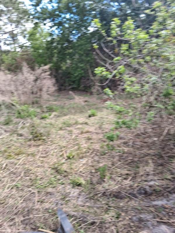 Overgrown grassy clearing with shrubs and trees under a cloudy sky
