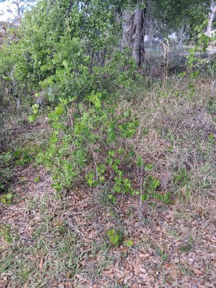 Dense green shrub on a wooded hillside with dry brown leaves and brush covering the ground.