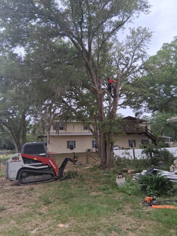 Worker in red safety gear trims a large tree beside a house with a skid-steer nearby.