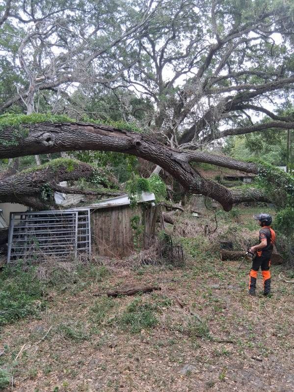 Person in orange gear stands by a large fallen tree in a wooded yard next to a small shed.