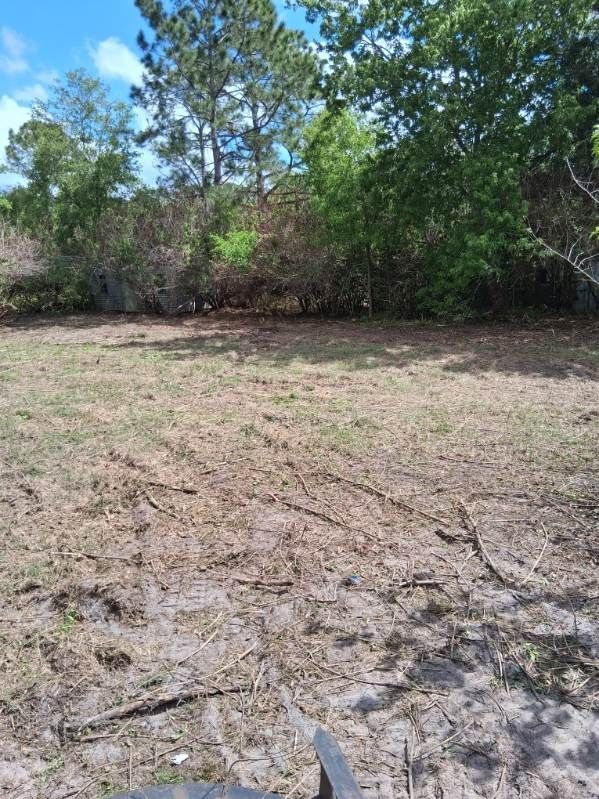 Dry grassy clearing bordered by dense green trees under bright daylight