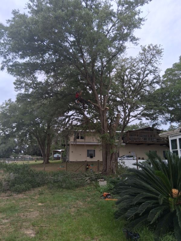 Tree in a rural yard beside a small house, with green grass and overcast sky.