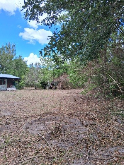Open clearing with dry ground, trees, a small shed on the left, and blue sky overhead