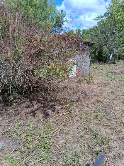 Overgrown brush beside a small shed in a grassy rural yard under a cloudy sky