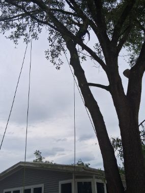 Large tree beside a house with hanging ropes under an overcast sky