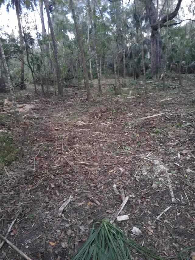A wooded area featuring a cleared dirt ground covered with scattered twigs and debris, surrounded by trees and vegetation.