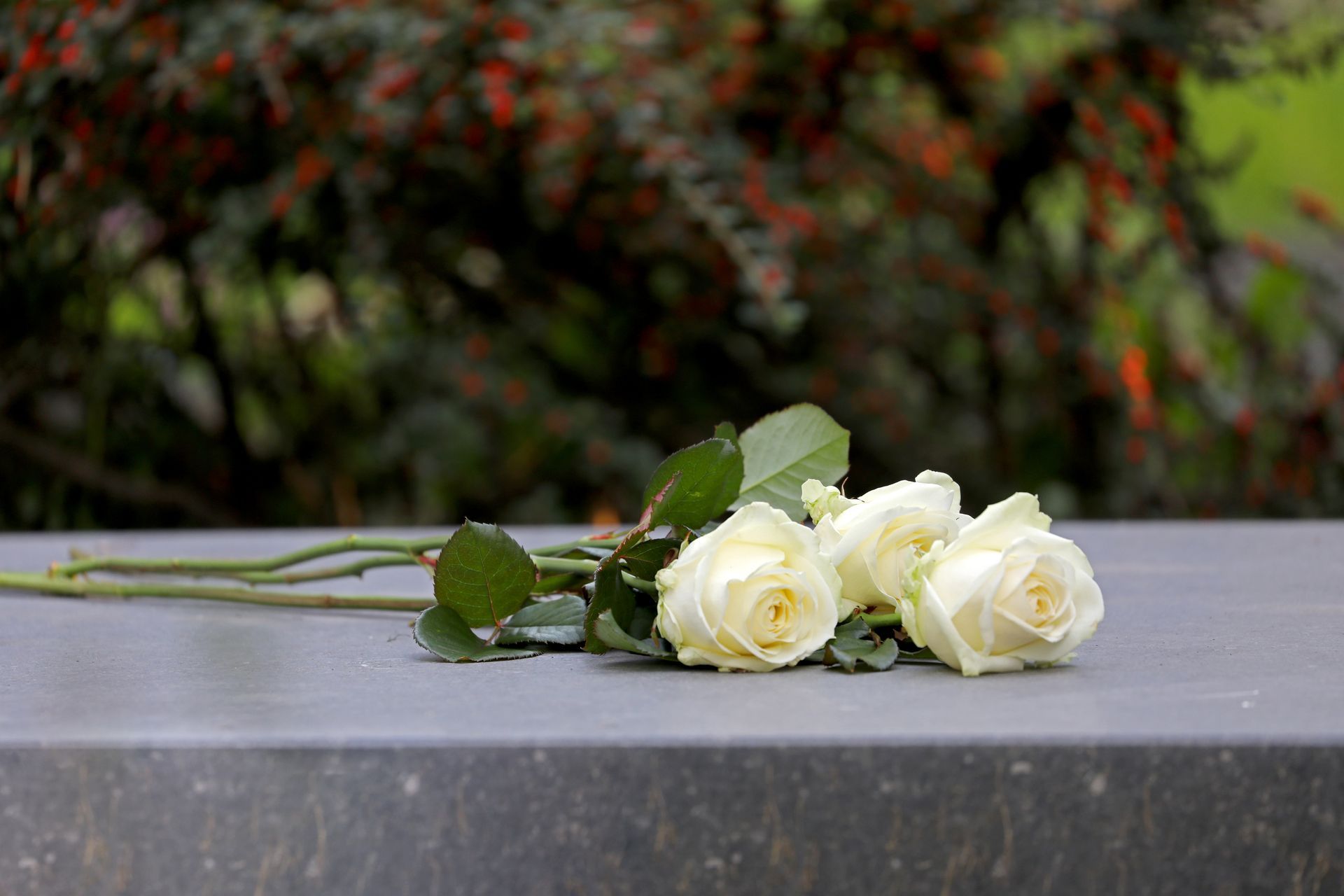 White roses resting on a stone grave monument with greenery softly blurred in the background.
