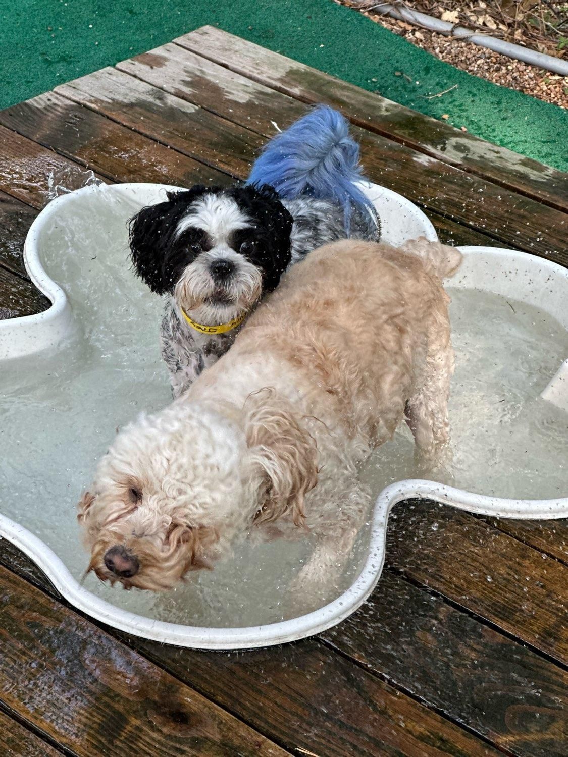 A group of people holding certificates and stuffed animals in front of a sign that says heel