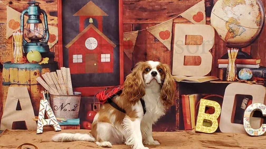 A certificate of training is presented to jennifer wolf